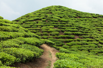 Tea plantation, Ilam, Nepal
