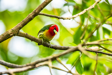 Red headed Barbet (Eubucco bourcierii), exotic bird from central Costa Rica. Mountain bird in green rain forest. Wildlife scene from nature