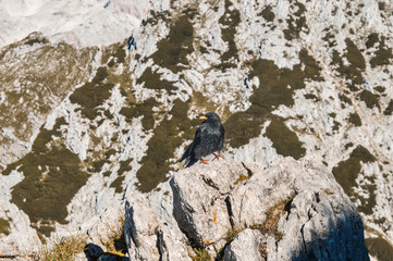 bird sitting on top of the mountain waiting for food