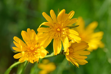 Blüte des Wiesen-Pippau