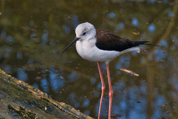 Oiseau