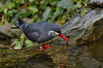 Oiseau