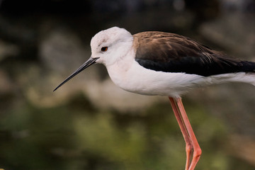 Oiseau