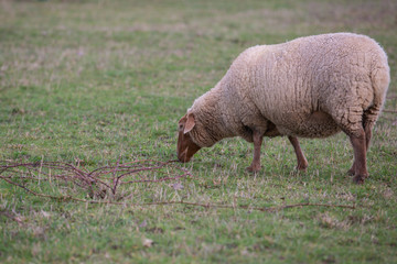 A sheep grazing on a meadow