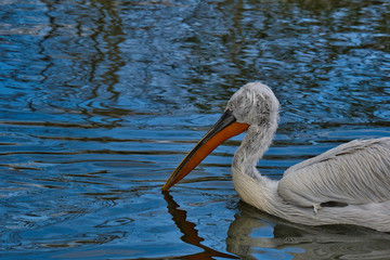 Oiseau