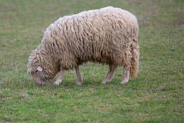 A sheep grazing on a meadow