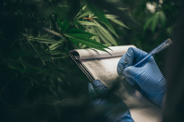 scientist checking on organic cannabis hemp plants in a weed greenhouse. Concept of legalization herbal for alternative medicine with cbd oil, commercial pharmaceptical medicine business industry	 - obrazy, fototapety, plakaty
