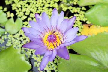 Close-up of purple lotus flowers and bees searching for nectar .