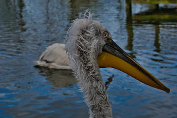 Oiseau