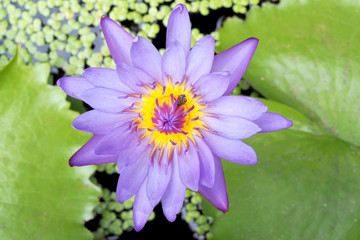 Close-up of purple lotus flowers and bees searching for nectar .