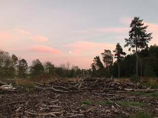 Sunset in the forest in England