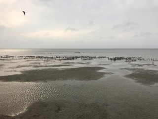 birds on a beach - wide shot