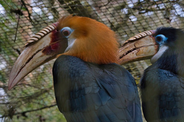 Oiseau