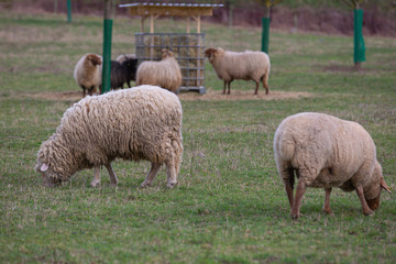 Fototapeta premium Sheep (ovis) grazing and feeding on a meadow