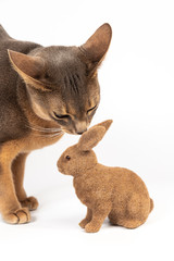 Young cat smells Easter bunny isolated on white background