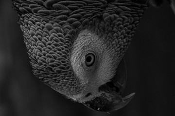 Fototapeta premium Oiseau
