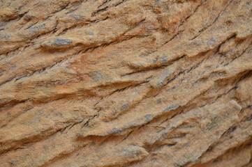 Texture pattern of hardwood bark