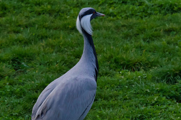 Oiseau