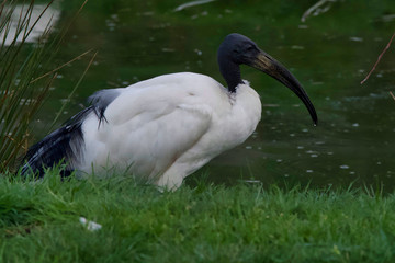 Oiseau