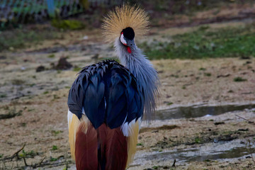 Oiseau