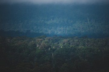 the field of tropical forest, natural landscape scene