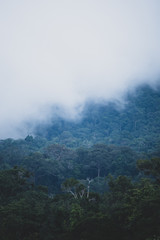 Fototapeta na wymiar the field of tropical forest, natural landscape scene
