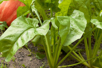 Obraz premium Green sugar beetroot or fodder beet and a pumpkin in the field growing on bed, closeup, agriculture backgrownd, grow your own concept
