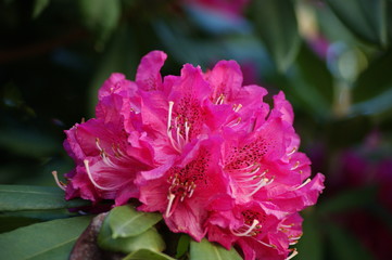 Ramillete púrpura de rododendro