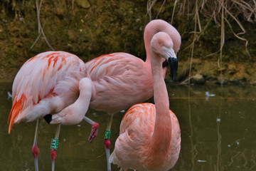 Flamant rose