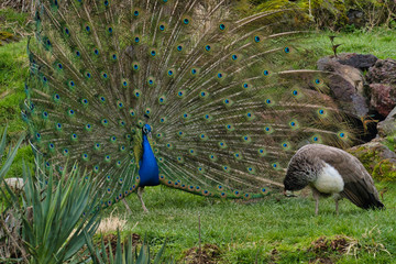 Obraz premium Oiseau