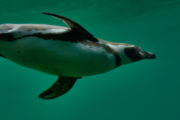 Fototapeta premium Oiseau