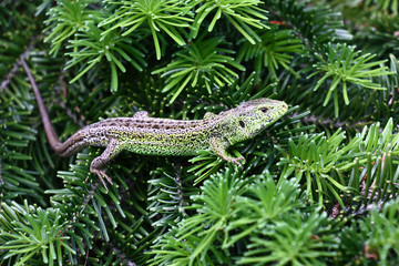 On green fluffy branches of a fir there is a little lizard with an original pattern on skin in gray-green colors.