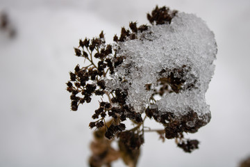 The settled shrub under large snow drifts is covered with ice-creams similar to diamonds