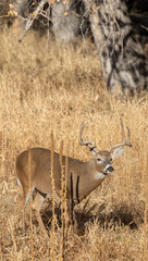 Buck Whitetail deer in Colorado During the Rut in Autumn