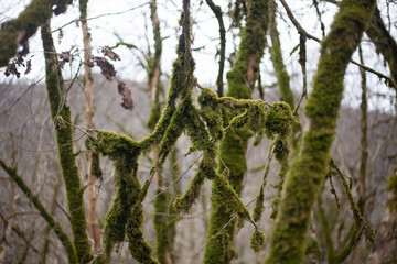 Moss on the branches of a tree. Background of mosses in the forest. The beauty of weeds.