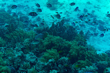 A thriving,healthy coral reef covered in hard corals, soft coral with abundant fish life. toned