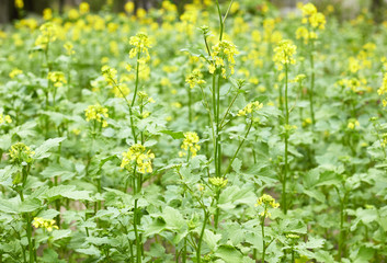 Mustard plant with yellow flowers growing in the garden,background for agrarian design, closeup, organic agriculture and grow your own concept