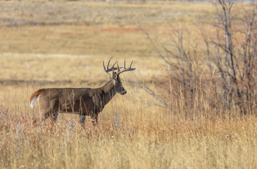 Buck Whitetail deer in Colorado During the Rut in Autumn