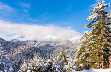 Snowy spruce trees against the background of mountain peaks.