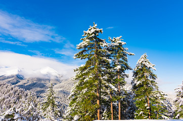 Snowy spruce trees against the background of mountain peaks.