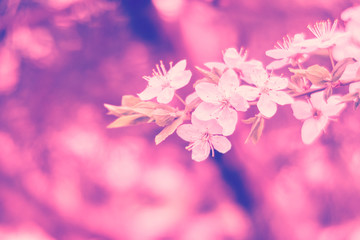 Flowers in the garden blossom. spring. Oriental cherry.