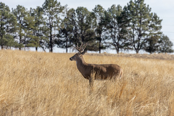 Buck Whitetail deer in Colorado During the Rut in Autumn