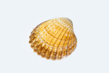 Beautiful seashell isolated on a white background