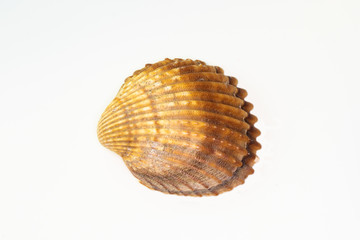 Beautiful seashell isolated on a white background