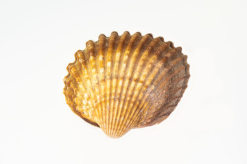 Beautiful seashell isolated on a white background