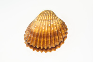Beautiful seashell isolated on a white background