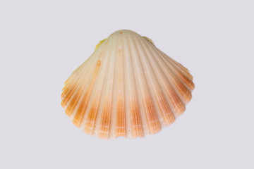 Beautiful seashell isolated on a white background