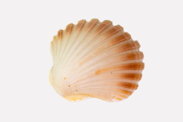 Beautiful seashell isolated on a white background