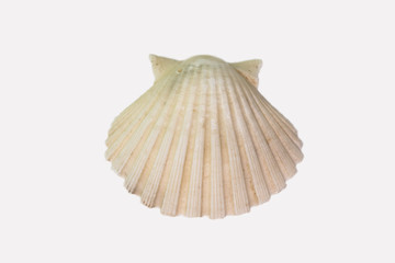 Beautiful seashell isolated on a white background