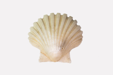 Beautiful seashell isolated on a white background